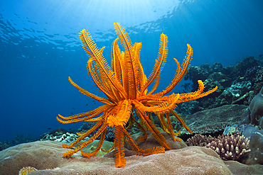 Crinoid in Coral Reef, Comanthina schlegeli, Ambon, Moluccas, Indonesia