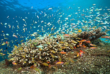 Anthias and Cromis in Coral Reef, Pseudanthias huchtii, Pseudanthias dispar, Ambon, Moluccas, Indonesia