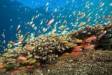 Anthias and Cromis in Coral Reef, Pseudanthias huchtii, Pseudanthias dispar, Ambon, Moluccas, Indonesia