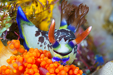 Neon Slug Nudibranch, Nembrotha purpureolineolata, Ambon, Moluccas, Indonesia