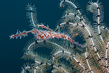 Harlequin Ghost Pipefish, Solenostomus paradoxus, Ambon, Moluccas, Indonesia