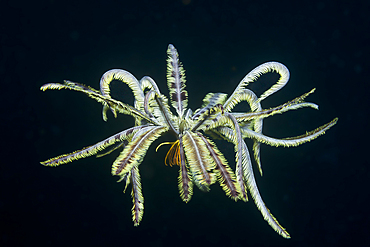 Swimming Crinoid, Comanthina sp., Ambon, Moluccas, Indonesia