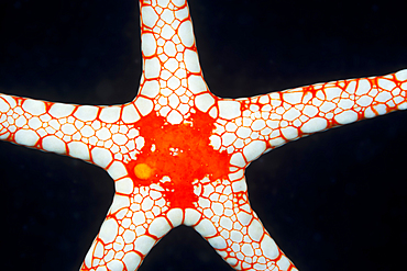 Red Mesh Starfish, Fromia monilis, Ambon, Moluccas, Indonesia