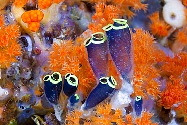 Sea Squirts Colony, Clavelina robusta, Ambon, Moluccas, Indonesia
