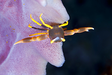 Coral Crab, Trapezia sp., Ambon, Moluccas, Indonesia