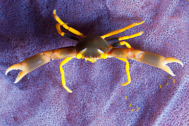 Coral Crab, Trapezia sp., Ambon, Moluccas, Indonesia