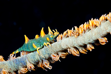 Dragon Shrimp, Miropandalus hardingi, Ambon, Moluccas, Indonesia