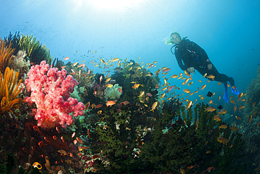 Red Cheeked Anthias over Coral Reef, Pseudanthias huchtii, Ambon, Moluccas, Indonesia