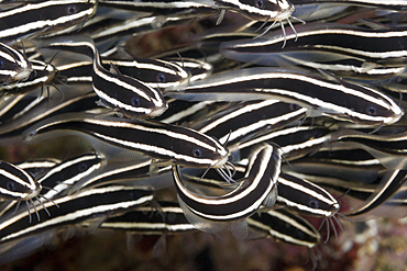 Shoal of Striped Eel Catfish, Plotosus lineatus, Ambon, Moluccas, Indonesia