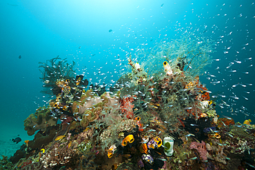 Cardinalfish surrounding Coral Reef, Apogon gracilis, Ambon, Moluccas, Indonesia