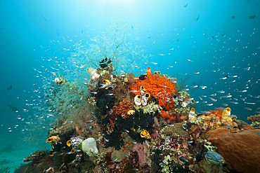 Cardinalfish surrounding Coral Reef, Apogon gracilis, Ambon, Moluccas, Indonesia