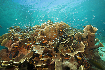 Cardinalfish surrounding Coral Reef, Apogon gracilis, Ambon, Moluccas, Indonesia