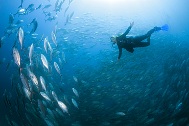 Diver and Shoal of Bigeye Trevally, Caranx sexfasciatus, Ambon, Moluccas, Indonesia