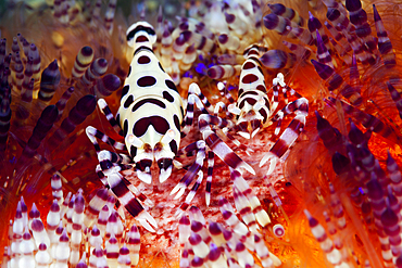 Pair of Coleman Shrimp on Fire Sea Urchin, Periclimenes colemani, Ambon, Moluccas, Indonesia