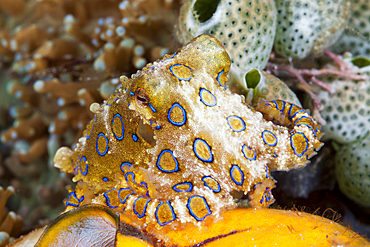 Poisonous Blue Ring Octopus, Hapalochlaena lunulata, Ambon, Moluccas, Indonesia