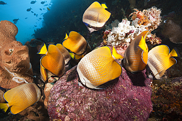 Butterflyfishes feeding on Fish Spawn, Chaetodon kleinii, Ambon, Moluccas, Indonesia