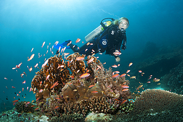 Diver and Pacific Flame Anthias, Pseudanthias dispar, Ambon, Moluccas, Indonesia