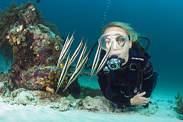 Diver and Shoal of Razorfish, Aeoliscus strigatus, Ambon, Moluccas, Indonesia