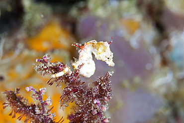 Colemans Pygmy Seahorse, Hippocampus colemani, Raja Ampat, West Papua, Indonesia