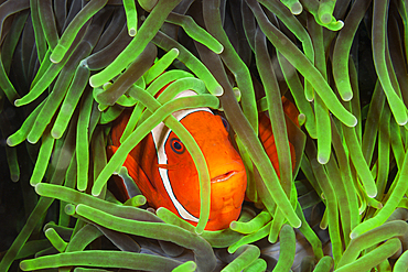 Spinecheek Clownfish, Premnas aculeatus, Raja Ampat, West Papua, Indonesia