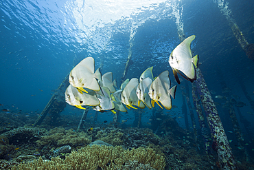 Longfin Batfish under Aborek Jetty, Platax teira, Raja Ampat, West Papua, Indonesia