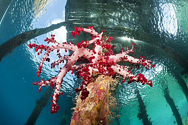 Soft Corals under Aborek Jetty, Dendronephthya sp., Raja Ampat, West Papua, Indonesia