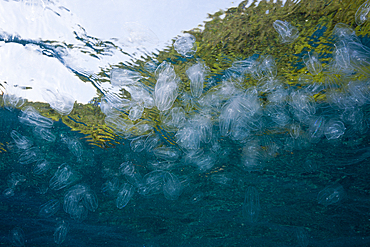 Aggregation of Moon Jellyfish, Aurelia aurita, Raja Ampat, West Papua, Indonesia