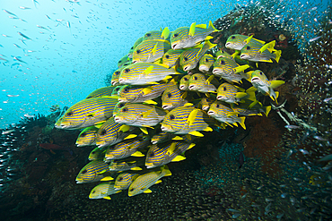 Shoal of Yellow-ribbon Sweetlips, Plectorhinchus polytaenia, Raja Ampat, West Papua, Indonesia