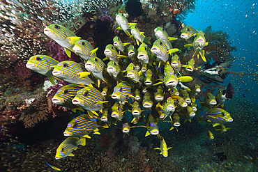 Shoal of Yellow-ribbon Sweetlips, Plectorhinchus polytaenia, Raja Ampat, West Papua, Indonesia