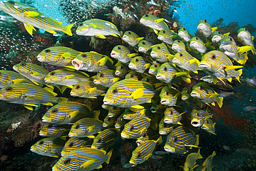 Shoal of Yellow-ribbon Sweetlips, Plectorhinchus polytaenia, Raja Ampat, West Papua, Indonesia