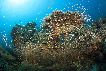 Pygmy Sweepers surrounding Coral Reef, Parapriacanthus ransonneti, Raja Ampat, West Papua, Indonesia