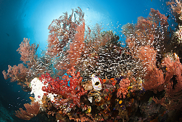 Pygmy Sweepers surrounding Coral Reef, Parapriacanthus ransonneti, Raja Ampat, West Papua, Indonesia