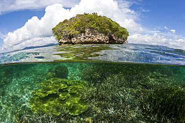 Corals in shallow Water, Raja Ampat, West Papua, Indonesia