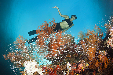 Pygmy Sweepers surrounding Coral Reef, Parapriacanthus ransonneti, Raja Ampat, West Papua, Indonesia