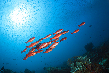 Shoal of Slender Pinjalo Snapper, Pinjalo lewisi, Raja Ampat, West Papua, Indonesia