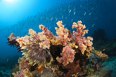 Mosaic Fusiliers over Coral Reef, Pterocaesio tesselata, Raja Ampat, West Papua, Indonesia