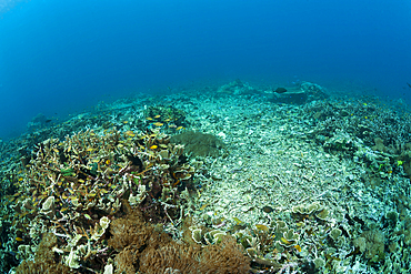 Damaged Coral Reef, Raja Ampat, West Papua, Indonesia