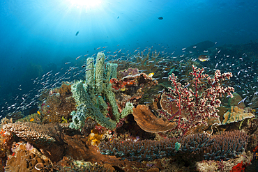 Colored Coral Reef, Raja Ampat, West Papua, Indonesia