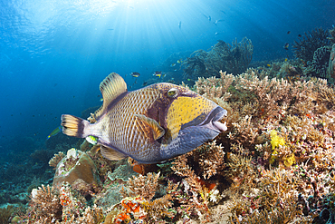 Giant Triggerfish, Balistoides viridescens, Raja Ampat, West Papua, Indonesia