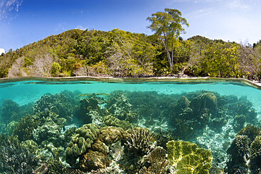 Corals in shallow Water, Raja Ampat, West Papua, Indonesia