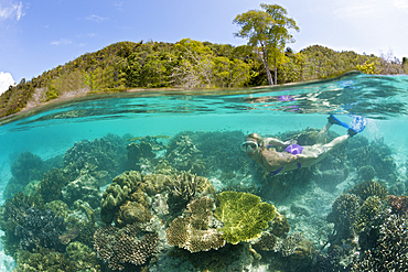 Corals in shallow Water, Raja Ampat, West Papua, Indonesia