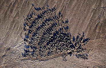 Sand formation, made by Ghost crab, Ocypodae sp., Indonesia, Indian Ocean, Bali