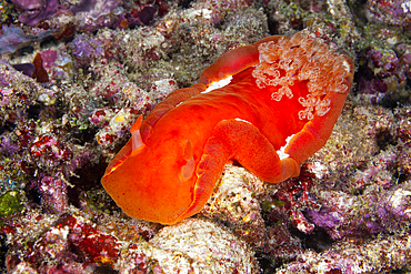 Spanish Dancer Nudibranch, Hexabranchus sanguineus, Raja Ampat, West Papua, Indonesia