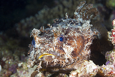 Banded Toadfish, Halophryne diemensis, Raja Ampat, West Papua, Indonesia