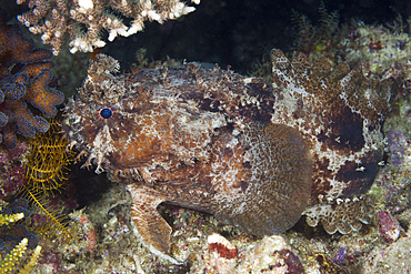 Banded Toadfish, Halophryne diemensis, Raja Ampat, West Papua, Indonesia