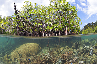 Corals growing under Mangroves, Raja Ampat, West Papua, Indonesia