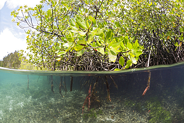 Mangroves, Raja Ampat, West Papua, Indonesia