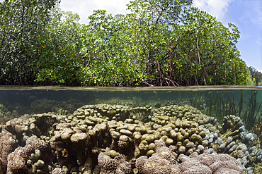 Corals growing under Mangroves, Raja Ampat, West Papua, Indonesia