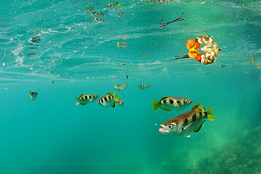 Banded Archerfish, Toxotes jaculatrix, Raja Ampat, West Papua, Indonesia