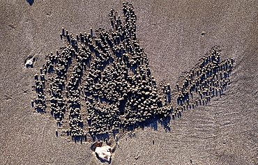 Sand formation, made by Ghost crab, Ocypodae sp., Indonesia, Indian Ocean, Bali